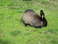 Cute greyish black bunny rabbit at Jericho beach, Canada, 2018