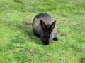 Cute greyish black bunny rabbit at Jericho beach, Canada, 2018