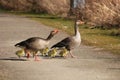 Cute greylag goose family walking over path