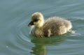 A cute Greylag Goose gosling, Anser anser, swimming on a lake in spring.