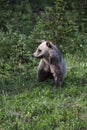 Cute Grizzly Bear Cub  in the Kananaskis Country of the Canadian Rockies Royalty Free Stock Photo