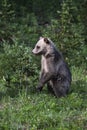 Cute Grizzly Bear Cub standing in the Kananaskis Country of the Canadian Rockies Royalty Free Stock Photo