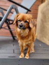 Cute groggy puppy on the garden decking