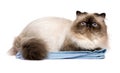 Cute groomed persian seal colourpoint cat on a blue towel