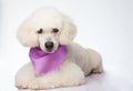 Cute groomed white poodle dog