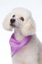 Cute groomed white poodle dog