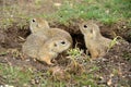 Cute ground squirrel family in the green grass in Slovakia