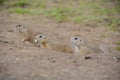 Cute ground squirrel family in the green grass in Slovakia