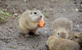 Cute ground squirrel family in the green grass in Slovakia