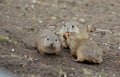 Cute ground squirrel family in the green grass in Slovakia