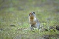 Cute ground squirrel stands alert in the field