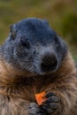 Cute Groundhog eating his carrots while standing on his hind legs