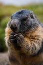 Cute Groundhog eating his carrots while standing on his hind legs