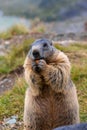 Cute Groundhog eating his carrots while standing on his hind legs