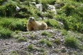 Cute groundhog looking around in a mountain field