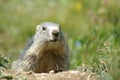 A cute groundhog looking around in the mountains