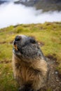 Cute Groundhog looking at the camera with his teeth bared