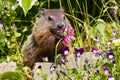 Cute groundhog