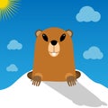 Cute groundhog popping up from his burrow. Sun