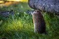 Cute groundhog staring in the forest in the morning