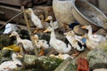 Group of ducklings on Vietnamese farm