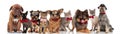 Cute group of elegant cats and dogs with bowties Royalty Free Stock Photo