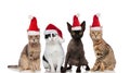 Cute group of four santa cats of different breeds