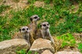 Cute group of meerkats sitting together, tropical animal specie from Africa