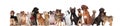 Cute group of pets on white background looking up