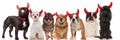 Cute group of seven dogs wearing devil horns Royalty Free Stock Photo