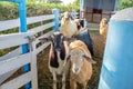 Cute group sheep in farm