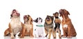 Cute group of six curious dogs of different breeds