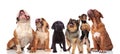 Cute group of six curious dogs looking up Royalty Free Stock Photo