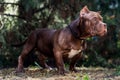 Cute grown puppy of American Bully breed, with strong body and serious face expression, of brown color, standing on green trees ba