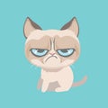 Cute grumpy cat. Royalty Free Stock Photo