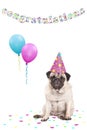 Cute grumpy faced pug puppy dog with party hat, balloons, confetti and text congratulations, on white background