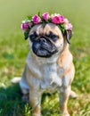 Cute grumpy furry puggle wearing a flower crown. AI generated