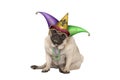 Cute grumpy Mardi gras carnival pug puppy dog sitting down with harlequin jester hat Royalty Free Stock Photo
