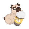 Cute grumpy pug dog with mug of coffee. Morning routine. Hand drawn vector illustration in cartoons style.