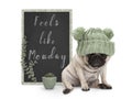 Cute grumpy pug puppy dog with bad monday morning mood, sitting next to blackboard sign with text feels like monday