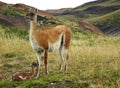 A cute guanaco mom with her new born baby in Torres del Paine National Park in Chile, Patagonia Royalty Free Stock Photo