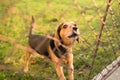 Cute guard dog behind fence Royalty Free Stock Photo