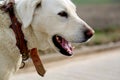 Cute guard dog poses, white dog.