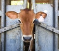 Guernsey calf with head through cattle headgate