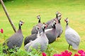 Cute guinea fowl