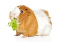 Cute Guinea pig chewing salad Royalty Free Stock Photo