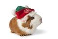 Cute guinea pig with christmas hat Royalty Free Stock Photo