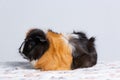 Cute guinea pig close up - animal portrait Royalty Free Stock Photo