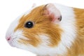 Cute guinea pig close up - animal portrait. Guinea pig studio portrait isolated on a white background