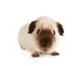 Cute Guinea pig close-up Royalty Free Stock Photo